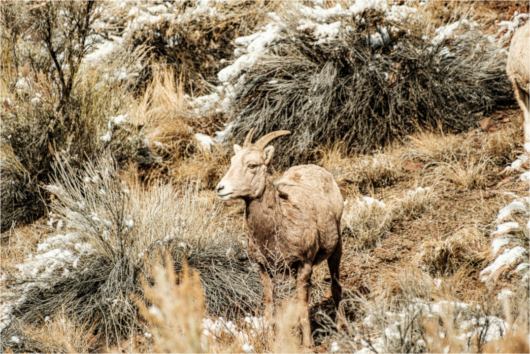 Main image Bighorn Sheep