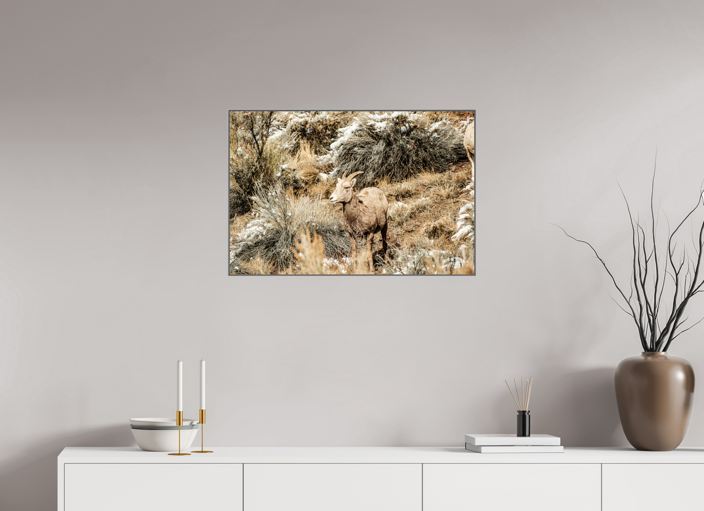 30 x 20″, Photo print aluminum frame Bighorn Sheep